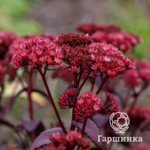 

Очиток (седум) гибридный БлюПерл