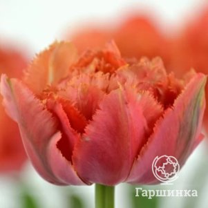 

Тюльпан Сеншуал Тач бахромчатый 2шт.