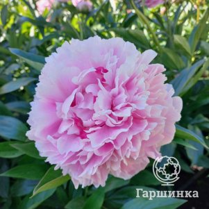 Пион Сара Бернар, Питомник Юлии Олейник