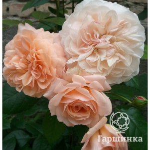 

Роза Сурир де Хавр чайно-гибридная