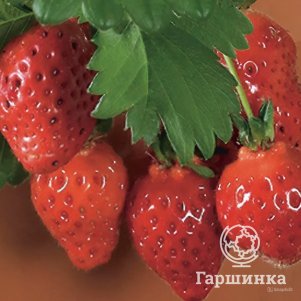 

Клубника Белтран 3 шт