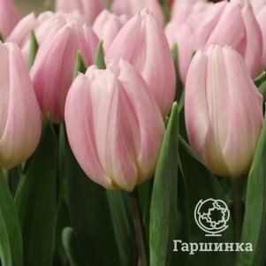 

Тюльпан Свит Флаг Триумф 5 шт