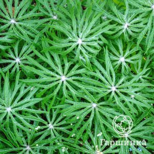 

Синейлезис борцоволистный