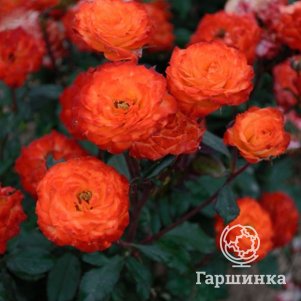 Роза Сюрпрайз Патти  флорибунда, Imperial Rose