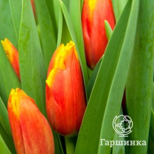 

Тюльпан Тиано бахромчатый 5 шт
