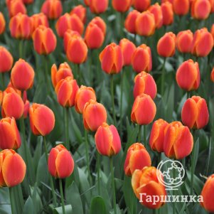 

Тюльпан Апельдорн Элит Дарвина 5шт