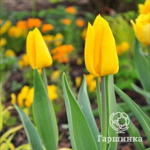 

Тюльпан Йокохама 5 шт