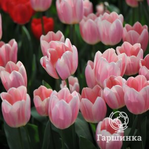 

Тюльпан Априкот Делайт Дарвина 5шт