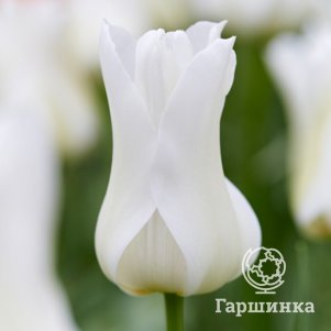 

Тюльпан Баллада Вайт лилиецветный 5шт.