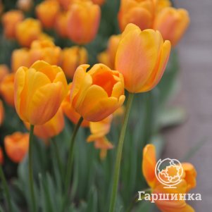 

Тюльпан Бельвиль Триумф 3 шт