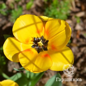 

Тюльпан Блашинг Апельдорн Дарвина 5шт