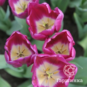 

Тюльпан Буллит Триумф 3 шт
