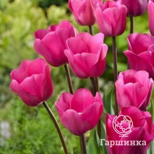 

Тюльпан Дон Кихот Триумф 5шт