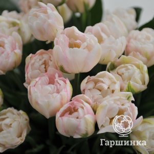 Тюльпан Финола махровый поздний 3 шт - фото 1