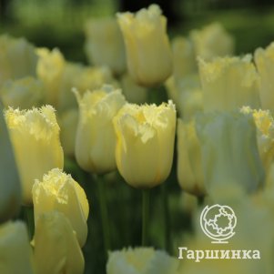

Тюльпан Майя бахромчатый 5шт