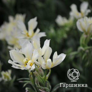 

Тюльпан Мистери Вэлли Фостера 2шт