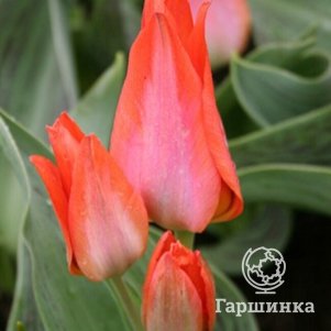 

Тюльпан Оранж Торонто 5 шт