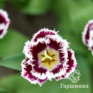 

Тюльпан Сан Мартин бахромчатый 5шт