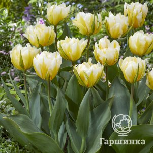 

Тюльпан Свит Вэлли Фостера 2шт