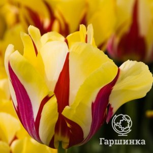 

Тюльпан Твистер простой поздний 5шт