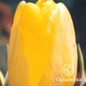 

Тюльпан Хэппи Дизайн Дарвина 5 шт