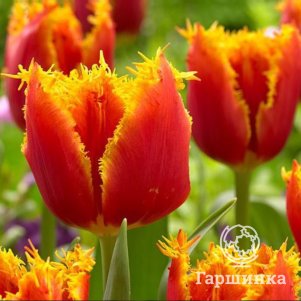 

Тюльпан Криспи Артэйр бахромчатый 5шт.
