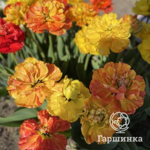 

Тюльпан Санлавер махровый 5шт