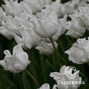 

Тюльпан Уайт Либерстар Триумф 5шт