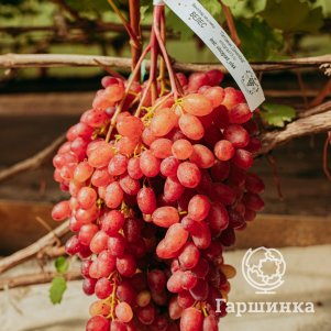 

Виноград Кишмиш Велес