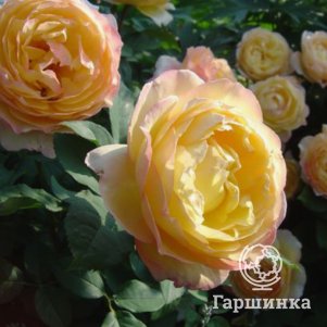 

Роза Велл Бинг шраб, Питомник Розы Фокино
