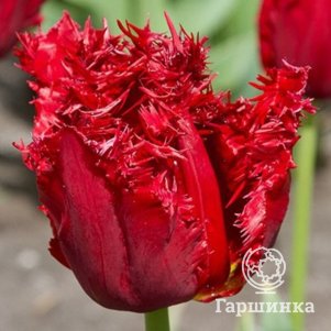 

Тюльпан Версаче бахромчатый 2шт