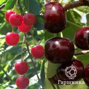 

Вишня Нижнекамская + опылитель