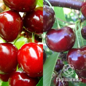 

Вишня Свердловчанка + опылитель