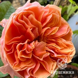 Роза Вувузела Романтик, Питомник роз
