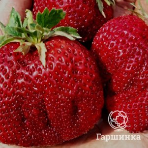 

Клубника Гигантела Максим