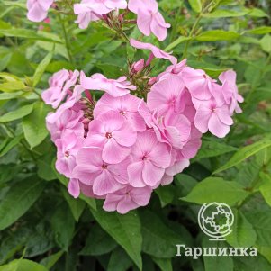 

Флокс Катенька-Катюша