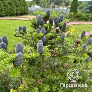 

Пихта корейская