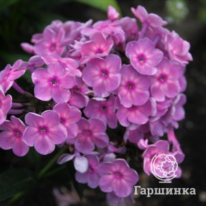 

Флокс Анна Каренина