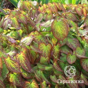 

Горянка красная