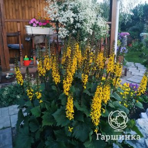 

Бузульник Зе Рокет