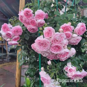 Роза Жасмина плетистая, Топалович
