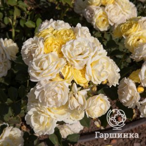 

Роза Комтесс Дю Барри флорибунда, Топалович