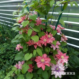 

Клематис Литл Мермейд крупноцветковый (2)