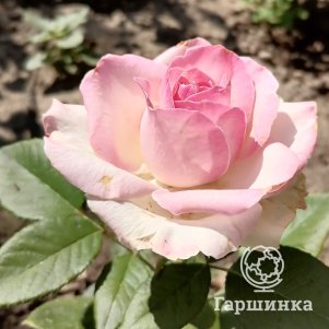 

Роза Свит Аваланш чайно-гибридная, Топалович
