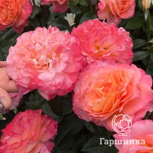 Роза Августа Луиза чайно-гибридная, Тантау