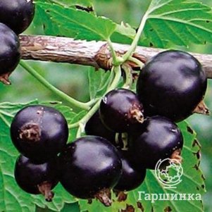 

Смородина Деликатес черная
