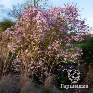 

Калина боднантенская Даун зимнецветущая розовым