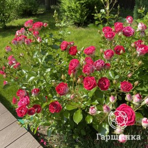 

Роза Шоне Кобленцерин флорибунда, Кордес