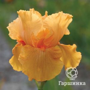 

Ирис бородатый Скайфайр