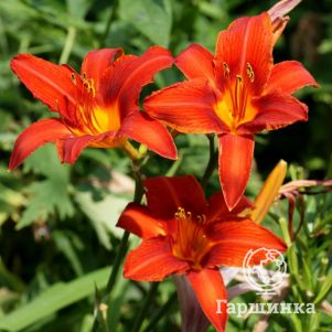 

Лилейник Кампфайр Эмберс